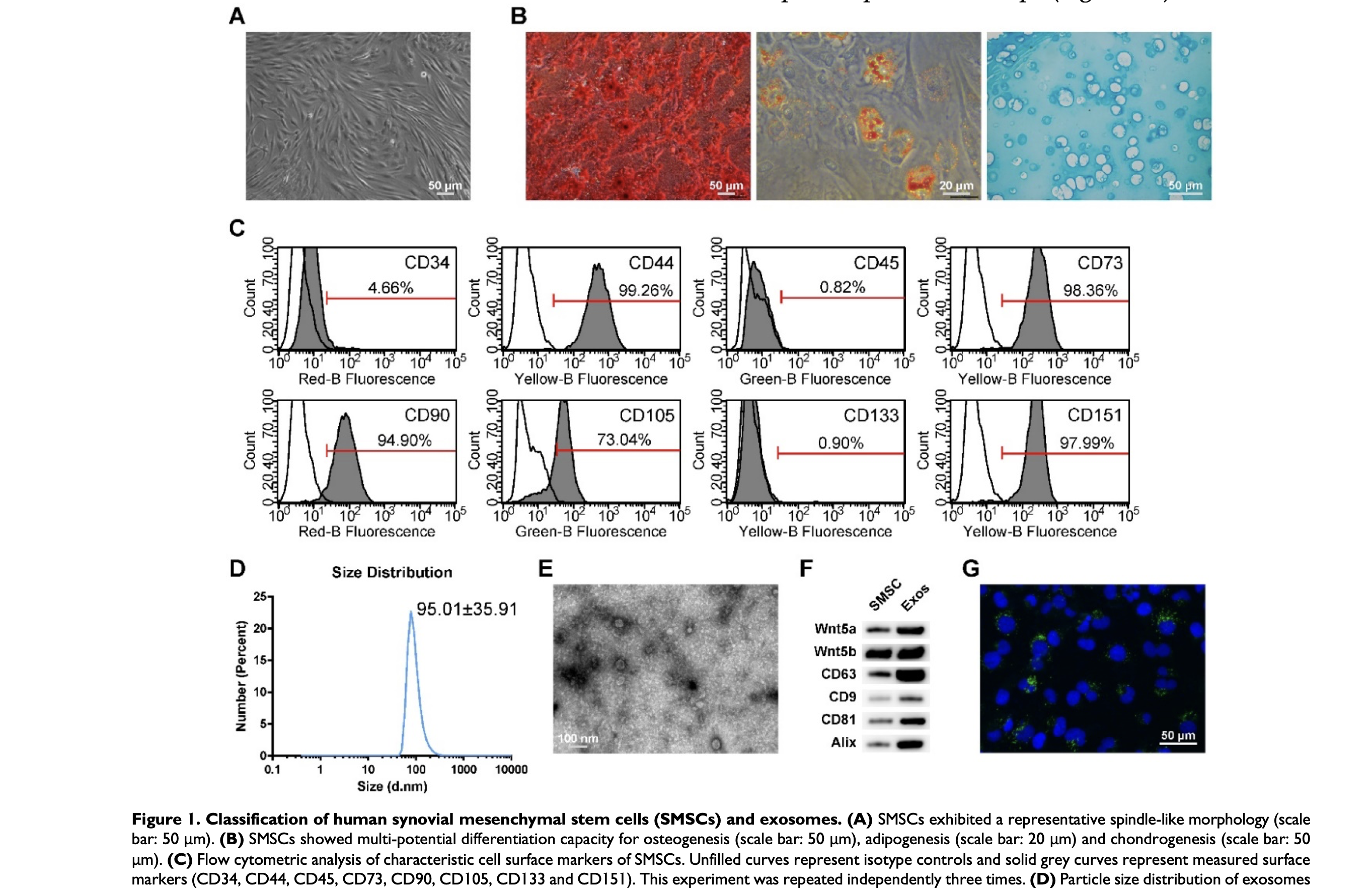 Cartilage Repair Mechanisms